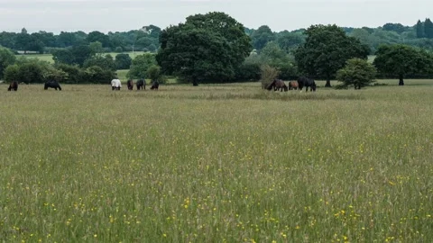 Horses In The Field Stock Footage 156607886