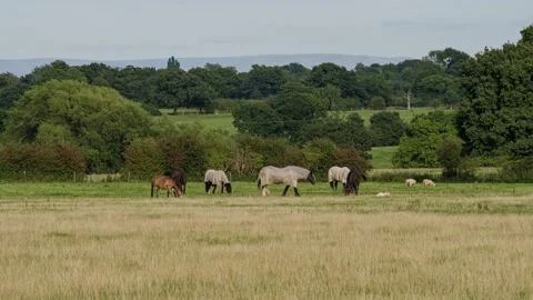 Horses in the field Stock Footage 159515328