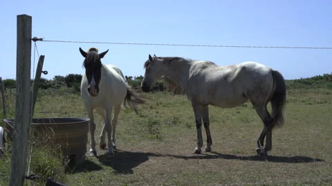 Horses in the field Video stock 160355167