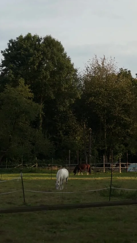Horses in the field Stock Footage 303280214