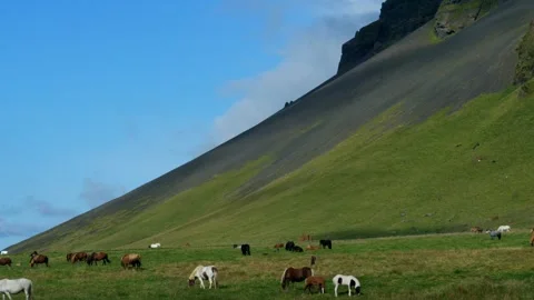 HORSES IN FIELD Stock Footage 306621766