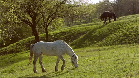 Horses in a field landscape Stock Footage 100553003