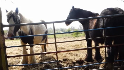 Horses in a field peer over a metal gate Stock Footage 107200367