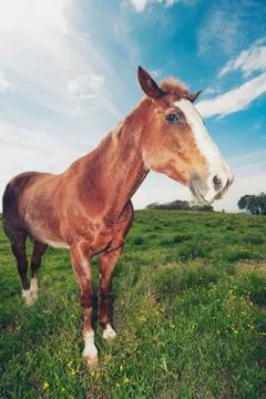 Horses in field Stock-Fotos