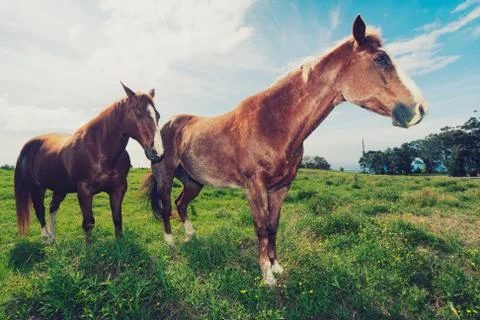 Horses in field Stock Photos