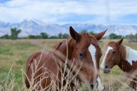 Horses On The Field Stock Photos