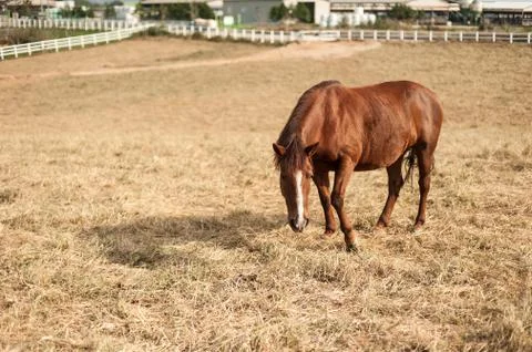 Horses in the field Stock Photos