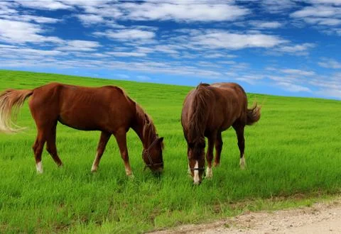 Horses in the field Stock Photos