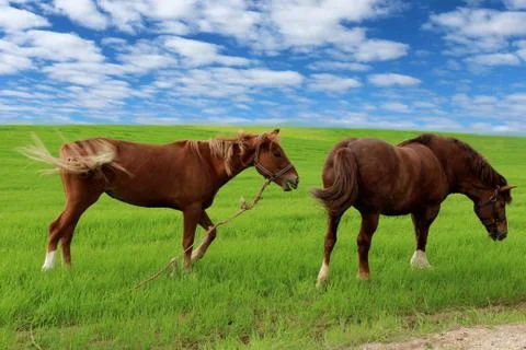 Horses in the field Stock Photos