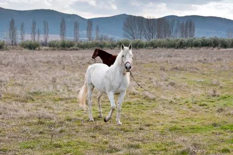 Horses in the field Stock Photos
