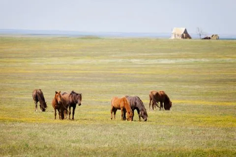 Horses in a field Stock Photos