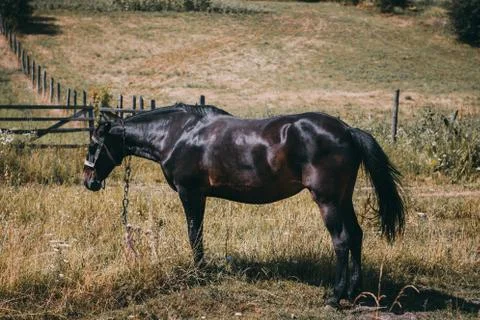 Horses on the field Stock Photos