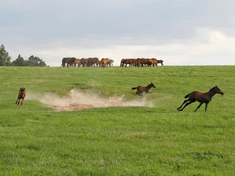 Horses on a field Stock Photos