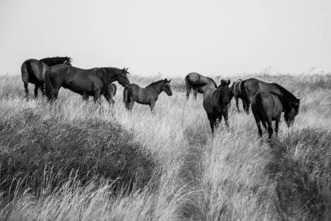 Horses on the field Stock Photos