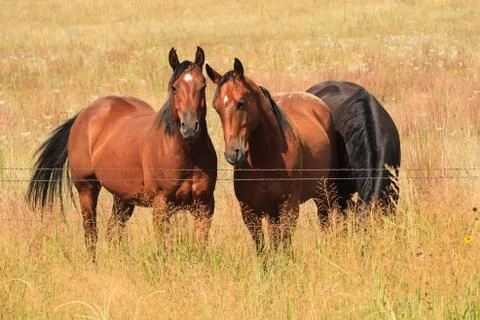 Horses in a field Stock Photos