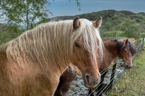 Horses In A Field. Stock Photos