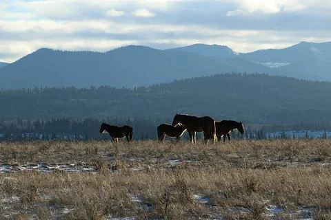 Horses in a field 스톡 사진