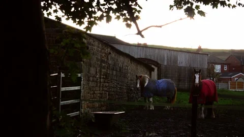 Horses in a field at stables in blankets Stock-Footage 220448177
