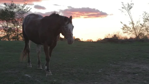 Horses in a Field at Sunset 스톡 동영상 92214112