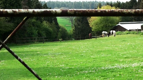 HORSES FIELD THROUGH GATE Stock Footage 37320275