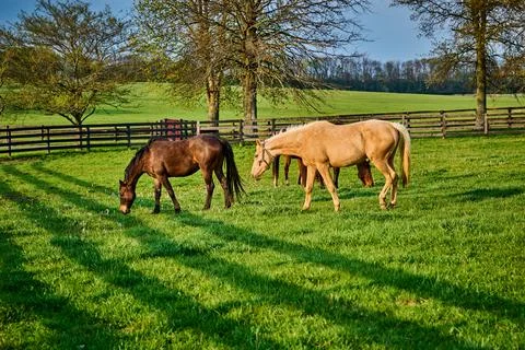 Horses in a field with trees in the background. Stock Photos