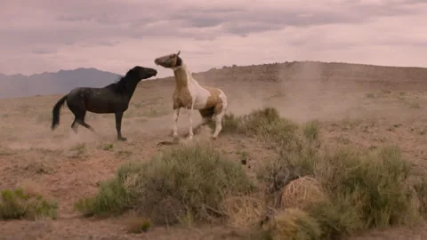 Horses fight in the desert under a cloudy sky during the late afternoon Stock Footage 327872829