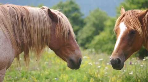Horses fighting Stock Footage 43714868