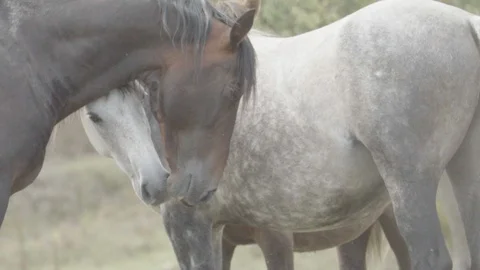 Horses flirt Stock Footage 128189349
