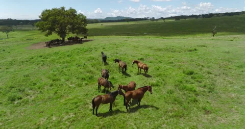 Horses Fly Over Stock Footage 330318169