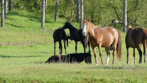 Horses With Foals Rest On Grazing A Spring Morning Stock Footage 75409622
