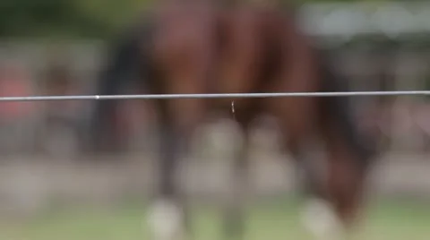 Horses Focus  Stock Footage 11631221