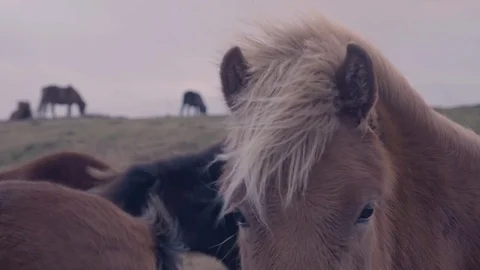 Horses focus pull Stock Footage 84862334