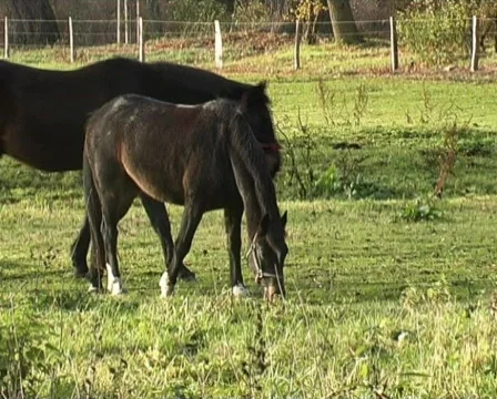 Horses Stock Footage 62759