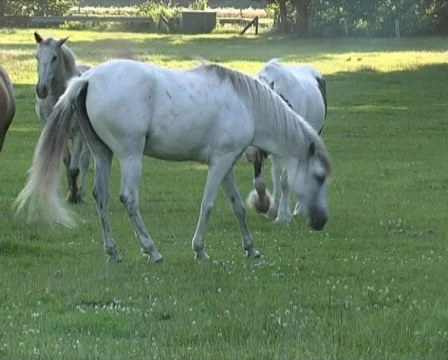 Horses Stock Footage 127142