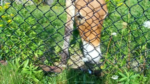 Horses Stock Footage 509209