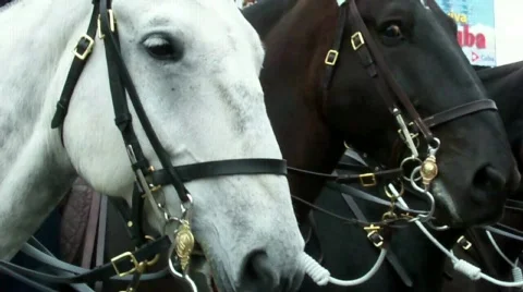 Horses Stock Footage 572669