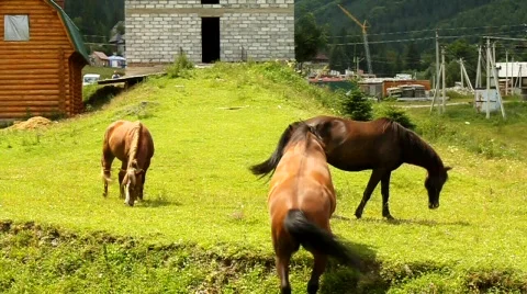Horses Stock Footage 592999