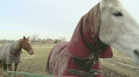 Horses Stock Footage 622205