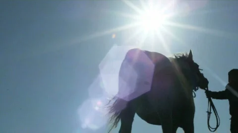 Horses Vídeos de archivo 650558