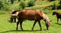 Horses HD Footage