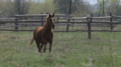 Horses  Video stock 733671
