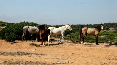 Horses Видео 772880