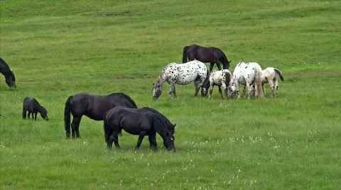 Horses Stock Footage 848891