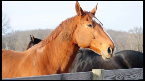 Horses 動画素材 1000477