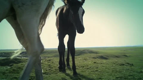 Horses Vídeos de archivo 1044690