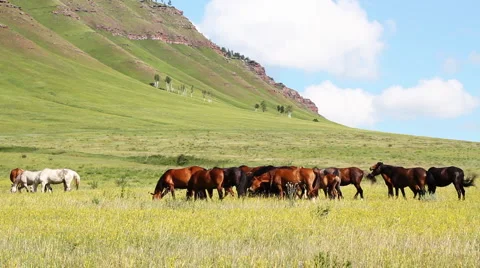 Horses Stock-Footage 1183720