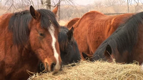 Horses Stock Footage 1847782