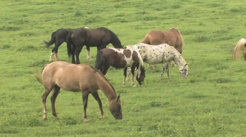 Horses Stock Footage 7770356