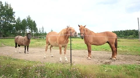 Horses Stock Footage 8005049