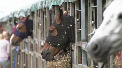 HORSEs Stock-Footage 8566186